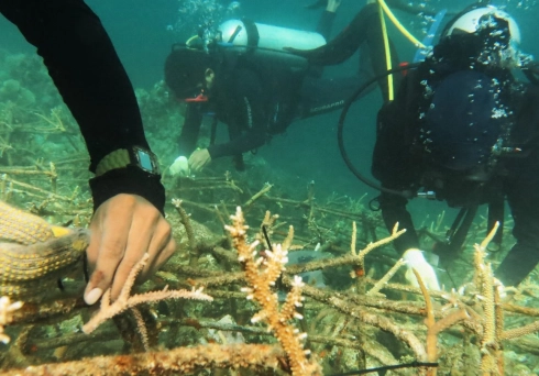 Coral Reef Rehabilitation in Teluk Staring Banda Sea