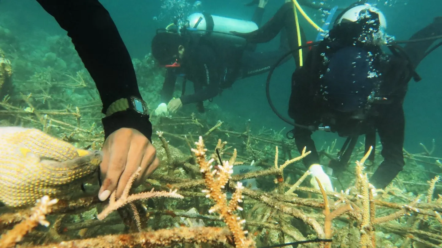 Coral Reef Rehabilitation in Teluk Staring Banda Sea